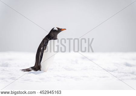 Gentoo Penguin Stands In Profile On Snow