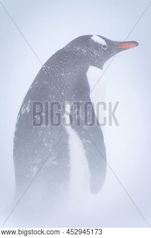 Gentoo Penguin Stands In Snow In Blizzard