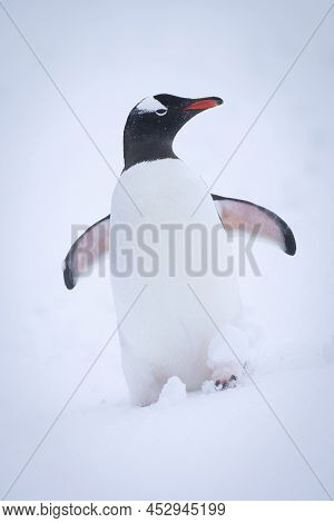 Gentoo Penguin Stands In Snow Turning Head