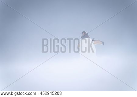 Gentoo Penguin Stands In Snowstorm Lifting Flippers
