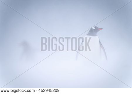 Gentoo Penguin Stands In Snowstorm Watching Camera