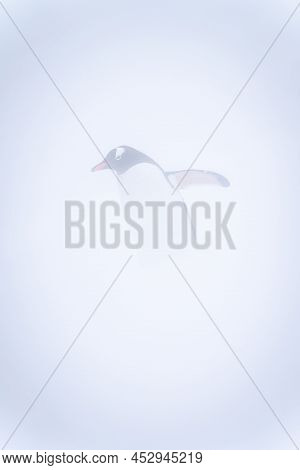 Gentoo Penguin Stands Lifting Flipper In Snowstorm