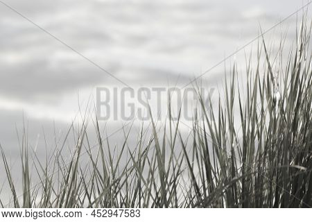 Beachgrass, Marram Grass, Ammophila.dunes. Seaside Grass And Clouds. Pastel Background