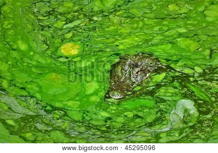 Coccodrillo nascosto nell'acqua melmoso.