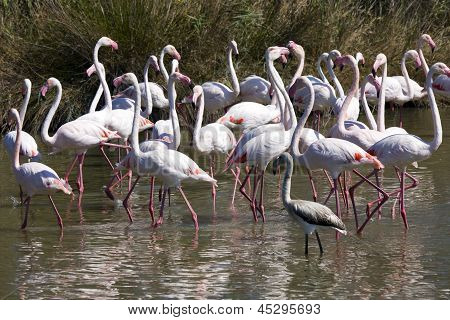 Flamingo v Camargue