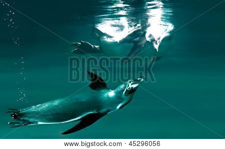 Pingüinos nadando juntos