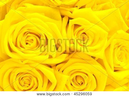 Rosas amarillas