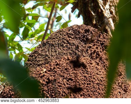 Termite Nest In Colony On Tree. These Insects Are Responsible For Destroying Wooden Objects And Hous