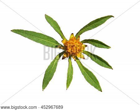 Devil's Beggarticks Flower Isolated On White, Bidens Frondosa