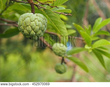 Fruit Custard Apple Tree, Sugar Apple, Sweetsop, Or Anon, Annona Squamosa Plants Annona Squamosa, An