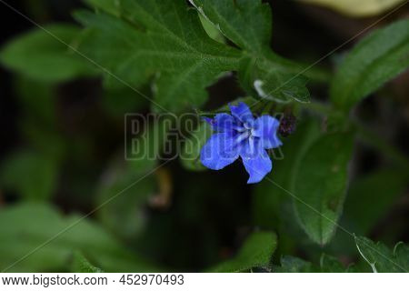 Lithospermum Zollingeri (gentian Blue Gromwell) Flowers. Boraginaceae Perennial Plants. Bright Blue-