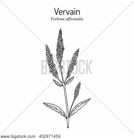 Common Vervain Verbena Officinalis , Medicinal And Ornamental Plant. Hand Drawn Botanical Vector Ill