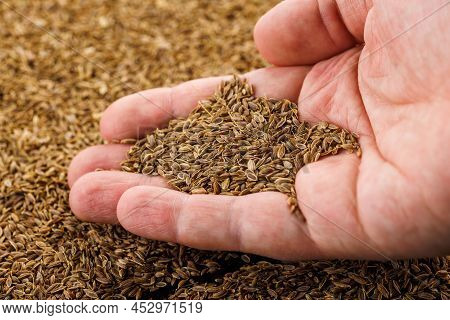Caucasian Hand Holding Handful Of Dry Dill Anethum Graveolens Seeds. It Is Only Species In Genus Ane