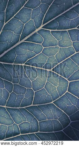 Plant Leaf Closeup. Mosaic Pattern Of  Cells And Veins. Abstract Vertical Background On Vegetable Th