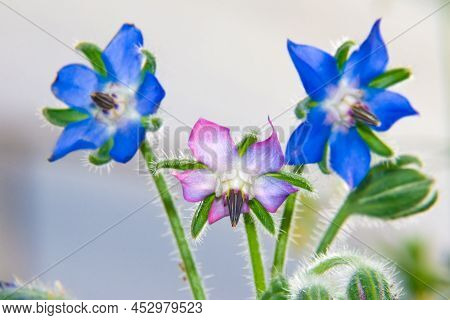 Borage Or Borage Blooms - Blue And Lilac Honey Plant Flowers, Edible Flowers For Decorating Desserts