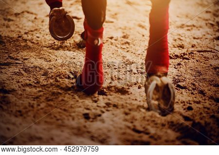 A Bay Horse With A Red Bandages On Its Legs, Steps With Shod Hooves On The Sand On A Sunny Day. Eque
