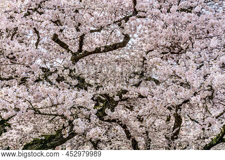 A Background Shot Of Bursting Cherry Blosssoms In Seattle, Washington.