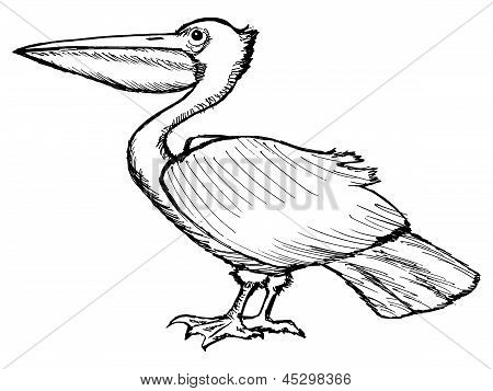 Pélican