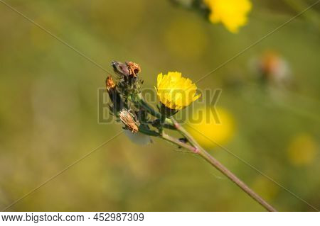Close-up Of Yellow Hawkweed Oxtongue Flower With Green Blurred Background
