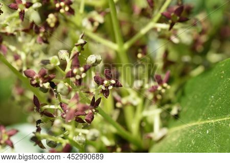 Spring Japanese Aucuba. Flowers, Young Leaves And Berries. Garryaceae Or Aucubaceae Evergreen Shrub.