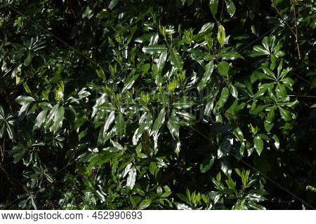 Spring Japanese Aucuba. Flowers, Young Leaves And Berries. Garryaceae Or Aucubaceae Evergreen Shrub.