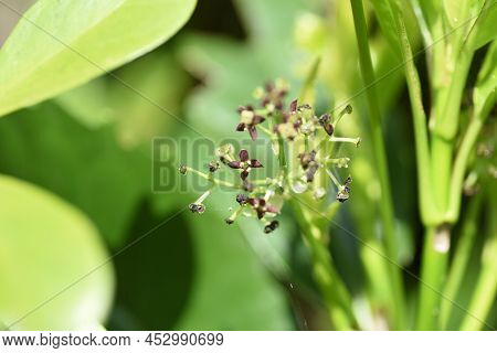 Spring Japanese Aucuba. Flowers, Young Leaves And Berries. Garryaceae Or Aucubaceae Evergreen Shrub.