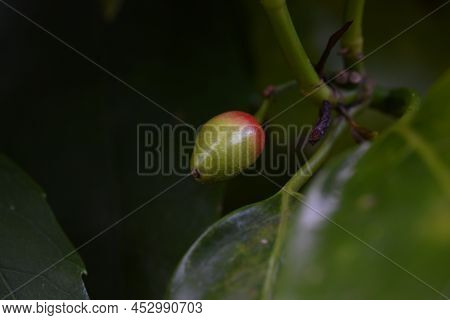 Spring Japanese Aucuba. Flowers, Young Leaves And Berries. Garryaceae Or Aucubaceae Evergreen Shrub.
