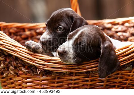 Two Little Puppies Of The French Pointing Dog Breed In A Basket Under The Sun