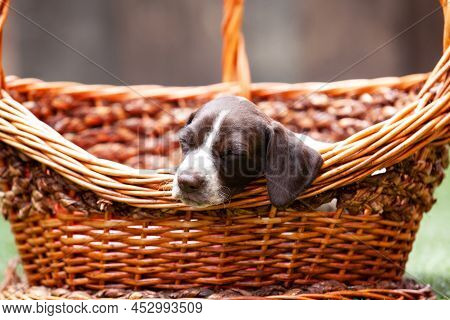 Little Puppy Of The French Pointing Dog Breed Sleeping In A Basket Under The Sun