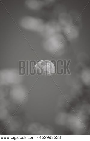 Connecticut-the Moon Seen Through The Blossoming Flowers