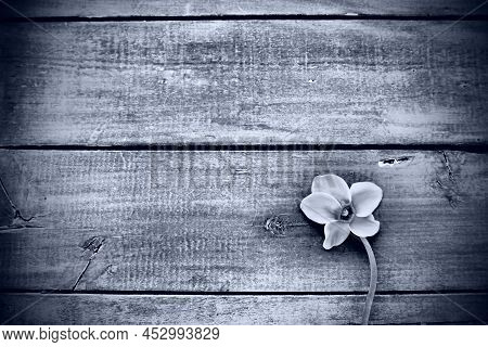 Cyclamen Flower On A Black Wooden Background. One Flower With Five Petals, Copy Space. Floral Card W