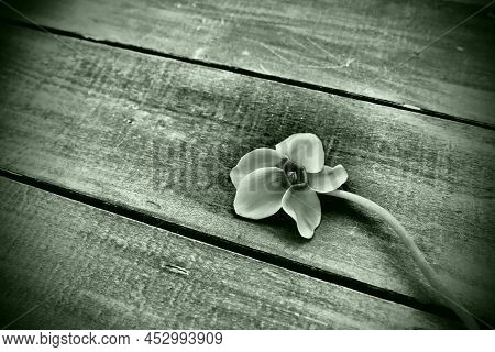 Cyclamen Flower On Wooden Background. One Flower With Five Petals, Copy Space. Floral Card With Cycl