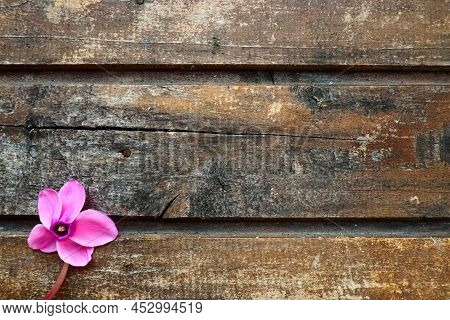 Cyclamen flower side view on shabby wooden background. One flower with five petals, Stem without lea