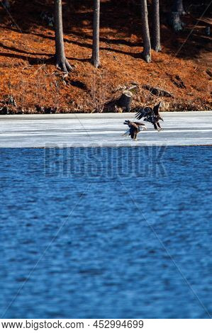 Adult And A Immature Bald Eagle (haliaeetus Leucocephalus) Fishing On Lake Wausau, Wausau, Wisconsin
