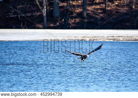 Immature Bald Eagle (haliaeetus Leucocephalus) Grabbing A Fish On Lake Wausau, Wausau, Wisconsin  In