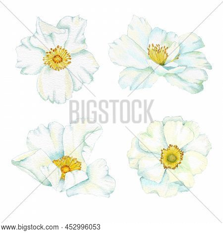 Watercolor Hand Drawn White Wild Rose Flower Bud With Green Leaves, Natural Plant Branch Leaf Petal 