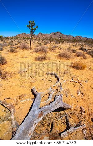 Joshua Tree National Park Yucca Valley in Mohave desert California USA