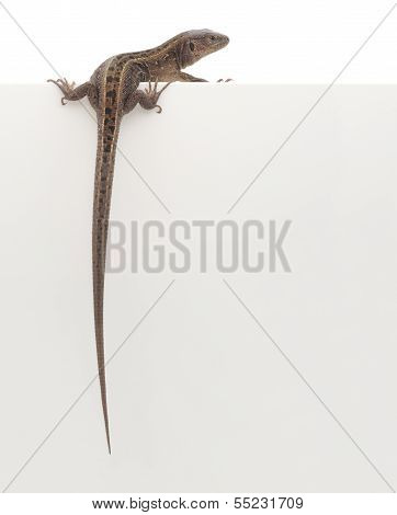 Lizard