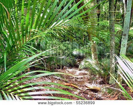 Native New Zealand Bushland