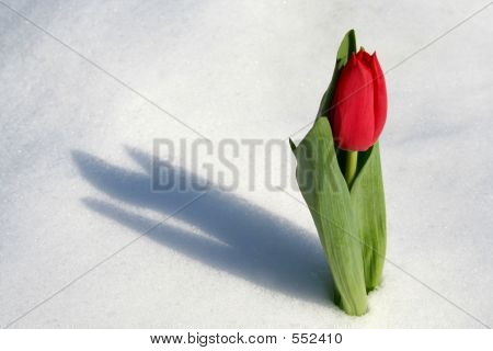 눈-주색의 튤립