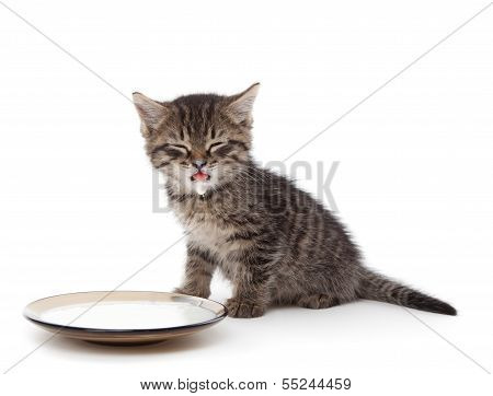 Kitten With Sour Cream On His Lips