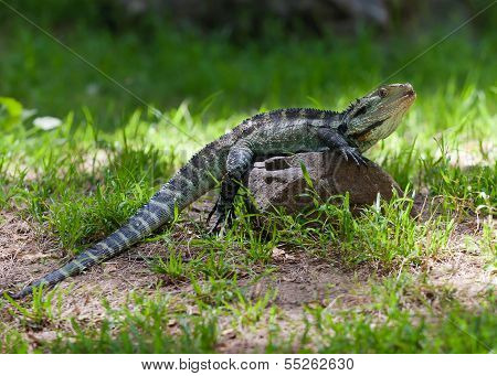Australian Water Dragon