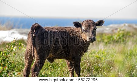 Bull Scottish Highland Cattle Calf Standing Proud