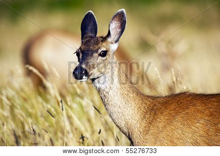 Young Elk