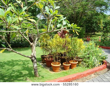 Croton