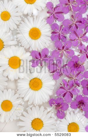 Daisywheels y flor violeta