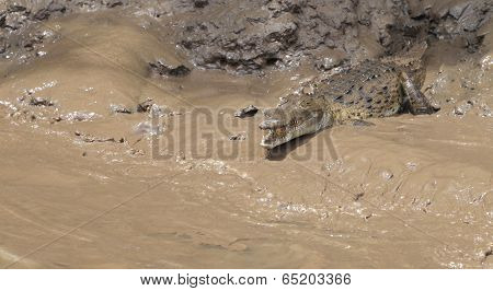 American Crocodile (Crocodylus acutus)