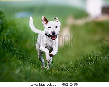 Running Dog
