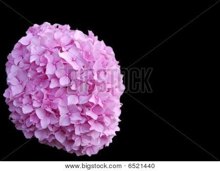 Pink hydrangea bloom  isolated
