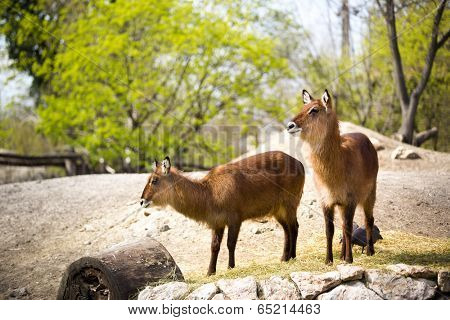 Pair of brown waterbucks in nature 